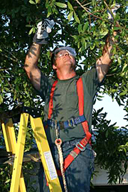 Davie Tree Service Weston FL